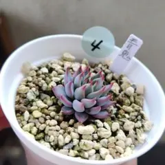 2026年最新】おらいさん苗 青鬼の人気アイテム - メルカリ