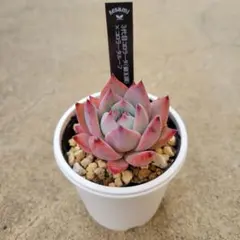 2026年最新】コロラータ 錦玉園の人気アイテム - メルカリ