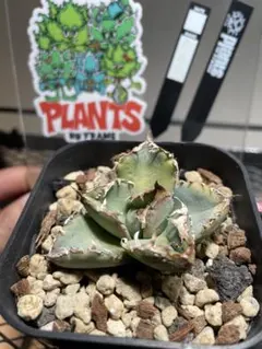 2026年最新】麻花龍の人気アイテム - メルカリ