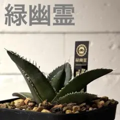 2026年最新】アガベグリーンゴーストの人気アイテム - メルカリ