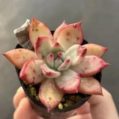 2025年最新】リンゼアナ おらいさん苗の人気アイテム - メルカリ