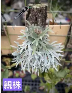 2026年最新】ウィリンキー バクテリアの人気アイテム - メルカリ