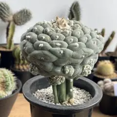 2026年最新】疣銀冠の人気アイテム - メルカリ