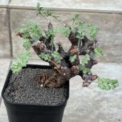 2026年最新】ペラルゴニウム アルテルナンスの人気アイテム - メルカリ