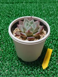 2026年最新】リンゼアナ 中里の人気アイテム - メルカリ