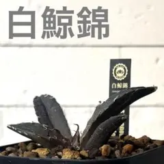 2026年最新】白鯨錦の人気アイテム - メルカリ