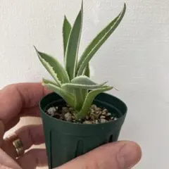 2026年最新】デスメティアーナの人気アイテム - メルカリ