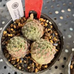 2026年最新】センペルビウムの人気アイテム - メルカリ