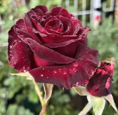 2026年最新】切花品種 バラ 苗の人気アイテム - メルカリ