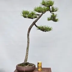 2026年最新】文人 盆栽の人気アイテム - メルカリ