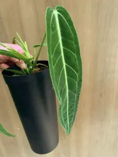 2026年最新】アンスリウムの人気アイテム - メルカリ