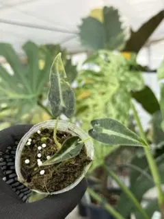 2026年最新】フィロデンドロンフロリダビューティーの人気アイテム