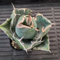 2026年最新】アガベ 白鯨 ボールの人気アイテム - メルカリ