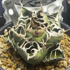 2026年最新】スーパーチタノタ カクタスグリーンの人気アイテム - メルカリ