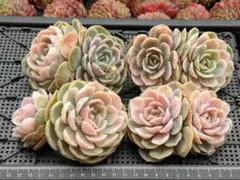 2026年最新】ブルーサプライズ錦の人気アイテム - メルカリ