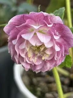 2026年最新】加藤農園さん苗の人気アイテム - メルカリ