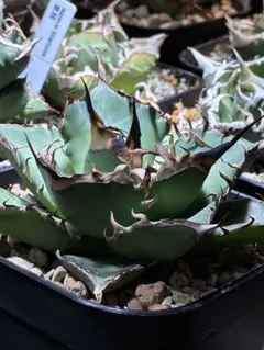 2026年最新】アガベ チタノタ ハデスの人気アイテム - メルカリ