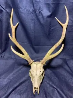 2026年最新】蝦夷鹿 頭蓋骨の人気アイテム - メルカリ