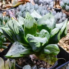 2026年最新】裏般若 ハオルチアの人気アイテム - メルカリ