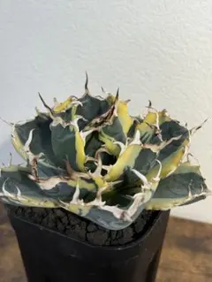 2026年最新】白鯨 斑の人気アイテム - メルカリ