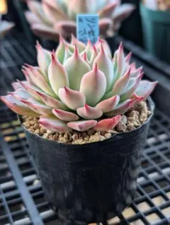 2026年最新】リンゼアナ おらいさんの人気アイテム - メルカリ