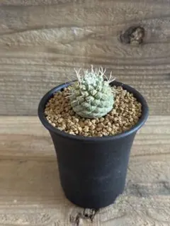 2026年最新】太平丸 サボテンの人気アイテム - メルカリ