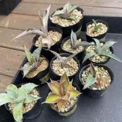 2026年最新】ドライガーデン セットの人気アイテム - メルカリ