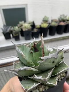 2026年最新】goodtanikuの人気アイテム - メルカリ