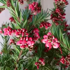 2026年最新】グレビレアの人気アイテム - メルカリ