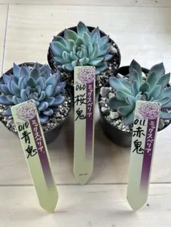 2026年最新】おらい 桜鬼の人気アイテム - メルカリ