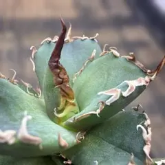 2026年最新】オアハカ アガベの人気アイテム - メルカリ