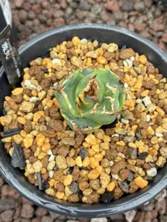 2026年最新】アガベ チタノタ 魔丸の人気アイテム - メルカリ