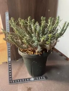 2026年最新】ユーフォルビアフスカの人気アイテム - メルカリ