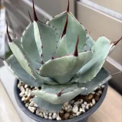 2026年最新】アガベ パリー ハンティントンの人気アイテム - メルカリ