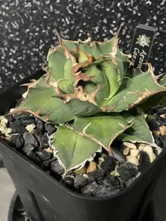 2026年最新】アガベシーザー錦の人気アイテム - メルカリ