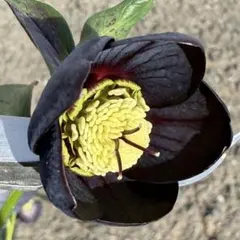 2026年最新】ソレイユ クリスマスローズの人気アイテム - メルカリ