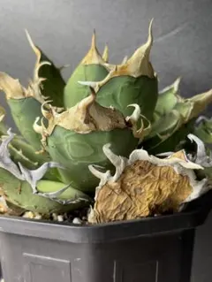 2026年最新】オアハカ 現地球の人気アイテム - メルカリ