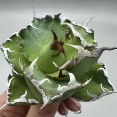 2026年最新】龍球会 アガベの人気アイテム - メルカリ