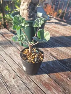 2026年最新】ミラビレの人気アイテム - メルカリ