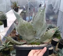 2026年最新】アガベ パラサナ ハイブリッドの人気アイテム - メルカリ