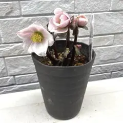 2026年最新】広瀬園芸の人気アイテム - メルカリ