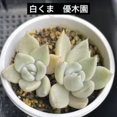 2026年最新】優木園の人気アイテム - メルカリ