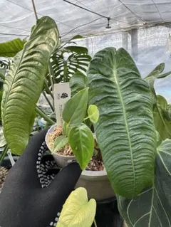 アンスリウム カリブレイリー 約3.5号鉢 No.002 鉢、送料込 メルカリ便