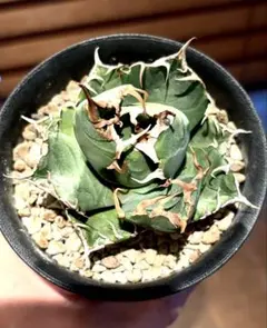 2026年最新】Agave titanota 魔丸の人気アイテム - メルカリ