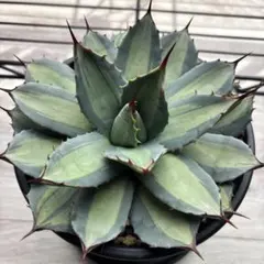 2026年最新】アガベ 吉祥天 パリーの人気アイテム - メルカリ