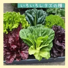 2026年最新】野菜苗 レタスの人気アイテム - メルカリ