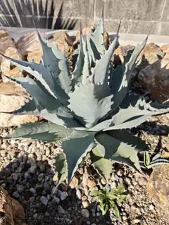 2026年最新】テマカプリネンシスの人気アイテム - メルカリ