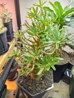 2026年最新】ブラータ ギガスの人気アイテム - メルカリ