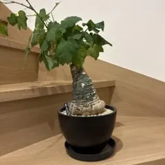 2026年最新】アデニア クリスタルグリーンの人気アイテム - メルカリ