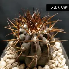 2026年最新】コピアポアの人気アイテム - メルカリ